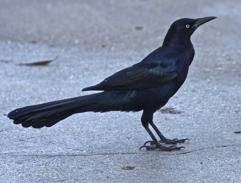 Icterus Melanopsis