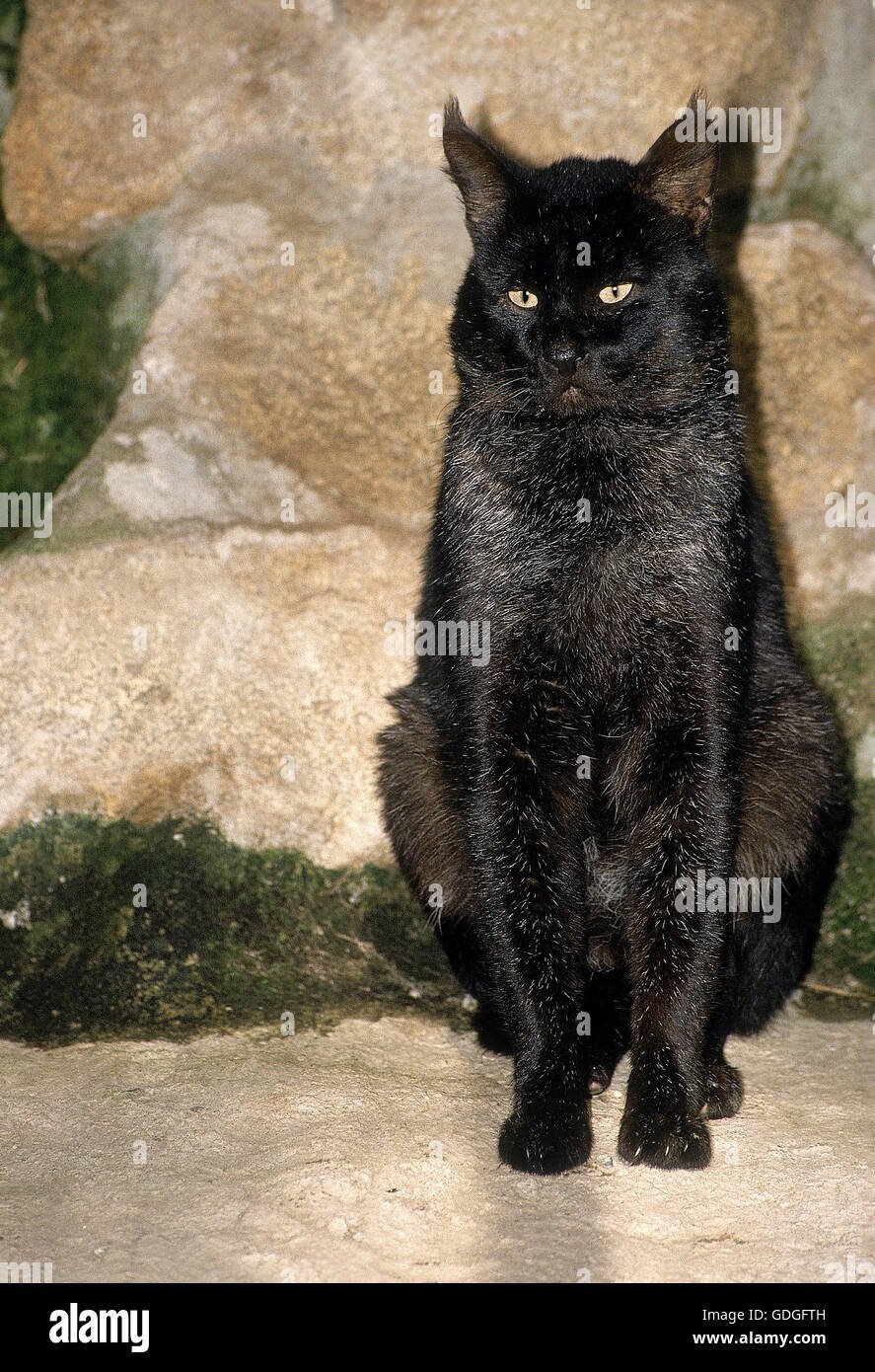 Камышовый кот меланист