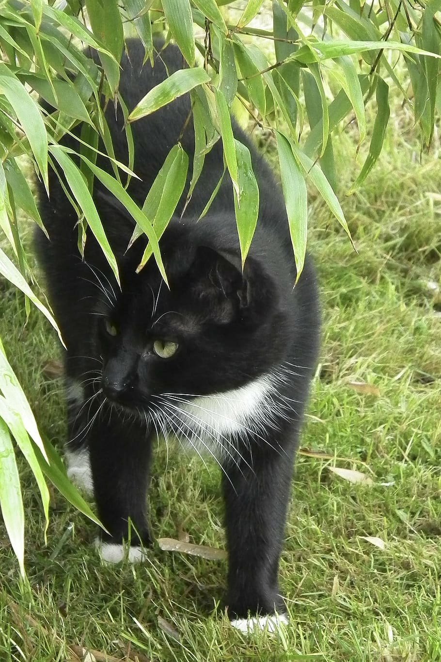 Сибирский камышовый кот