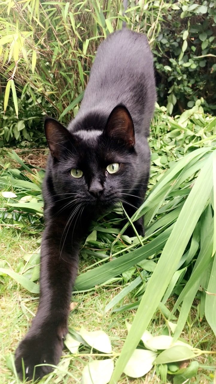 Чаузи меланист