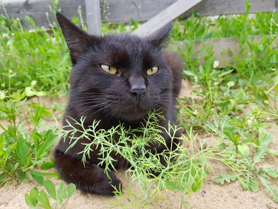 Камышовый кот черный