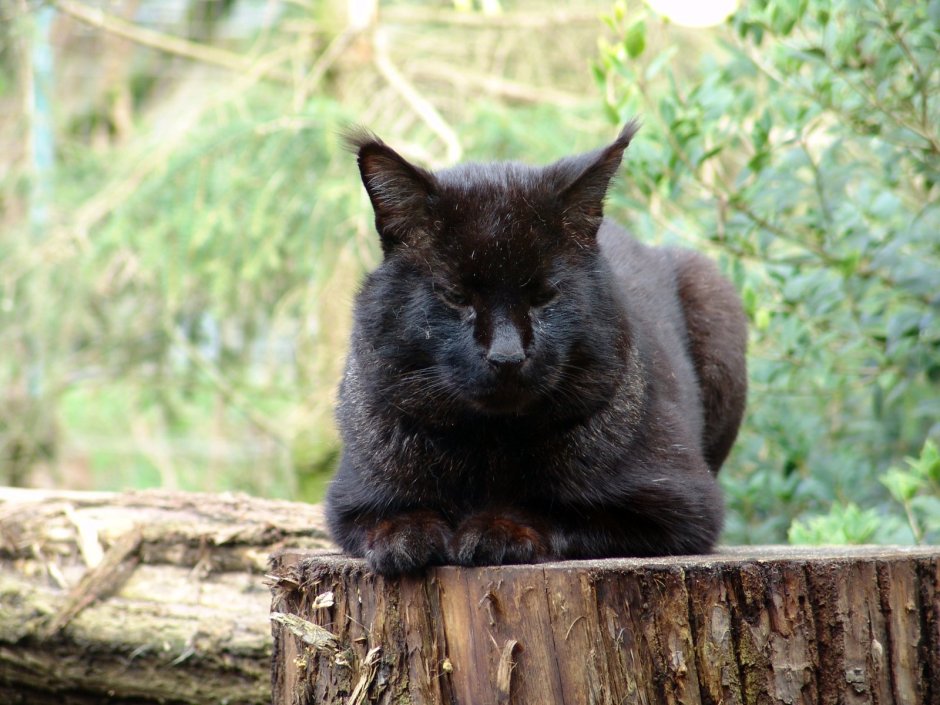 Камышовый кот черный