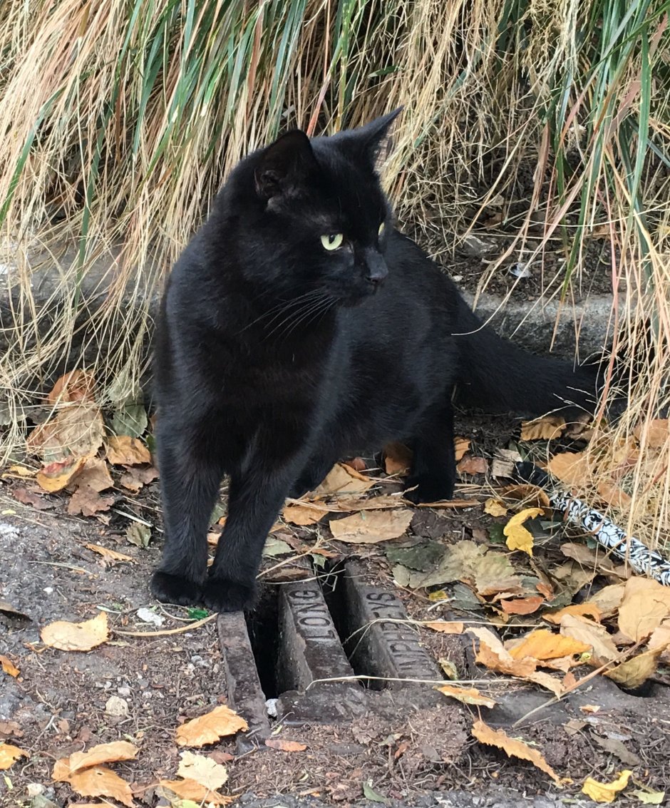 Черный каракал меланист