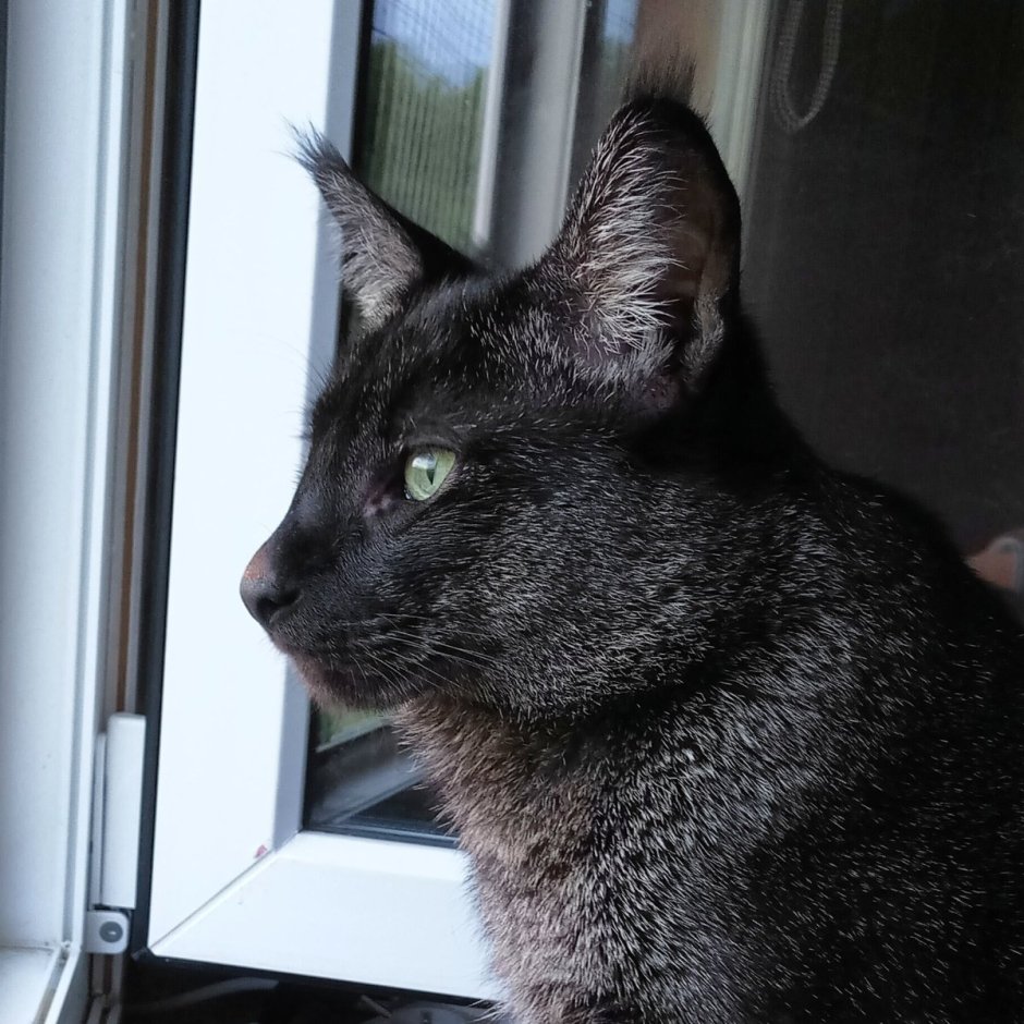 Камышовый кот черный котенок