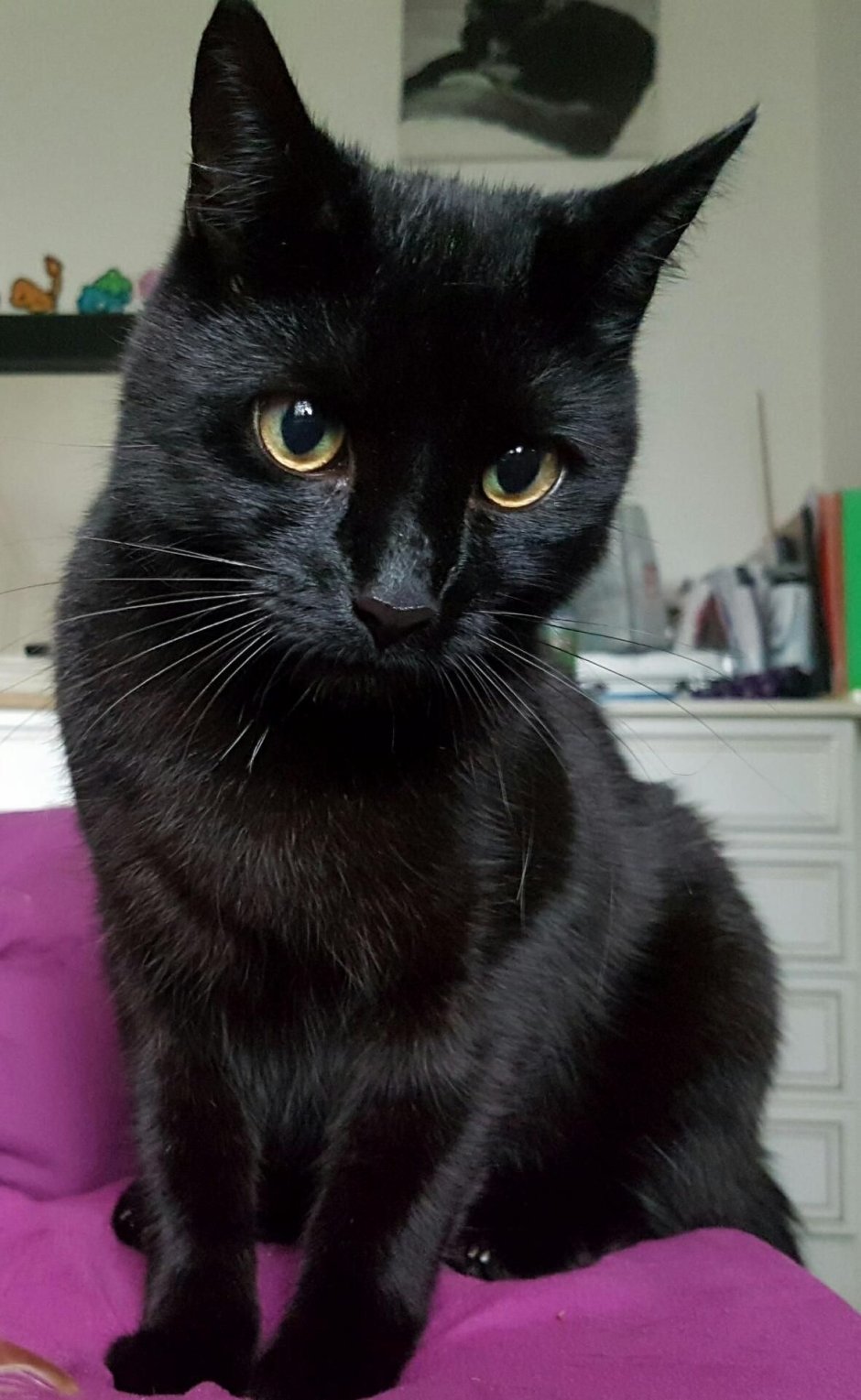 Камышовый кот черный