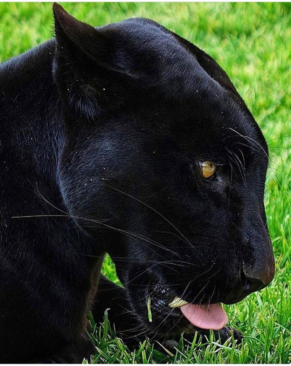 Виверровый кот рыболов