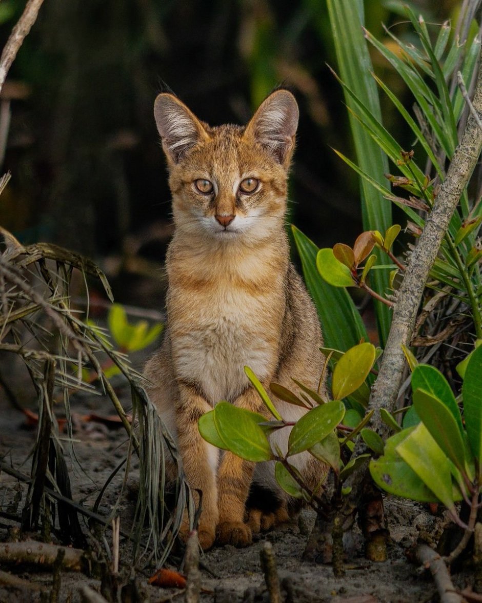 Камышовый кот