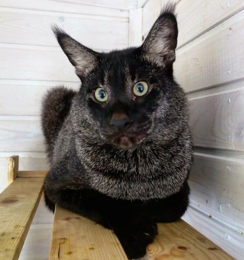 Черный камышовый камышовый кот