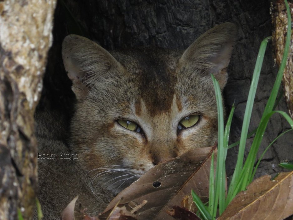 Камышовый кот убийца