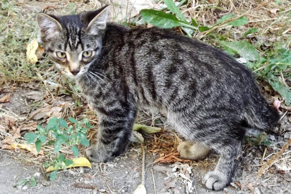 Камышовый кот меланист