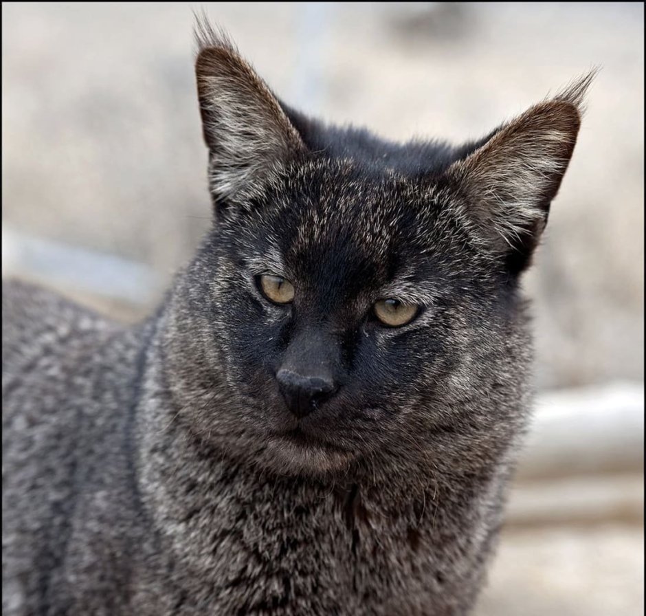 Камышовый кот полосатый