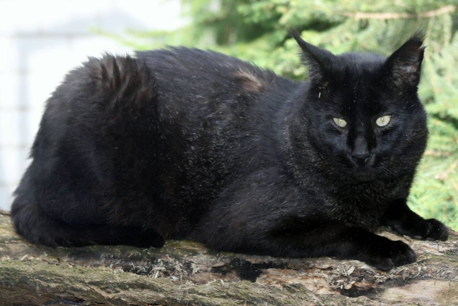 Камышовый кот черный