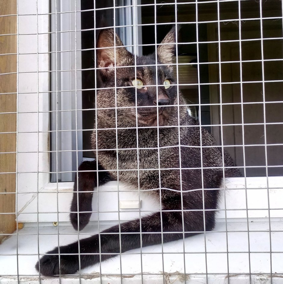 Камышовый бенгал