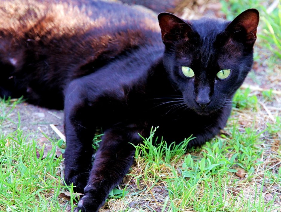 Камышовый кот домашний черный