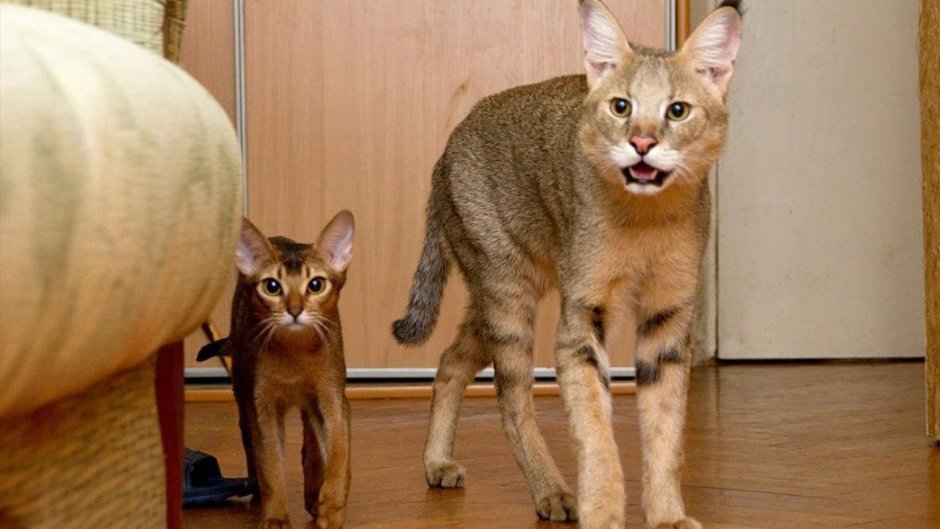 Рыжая Рысь меланист