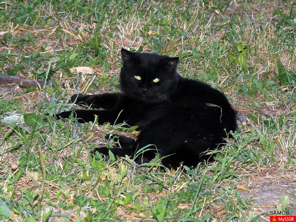 Пантера и черный Ягуар отличия