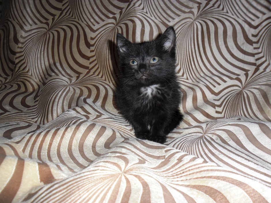 Балинезийская кошка черная