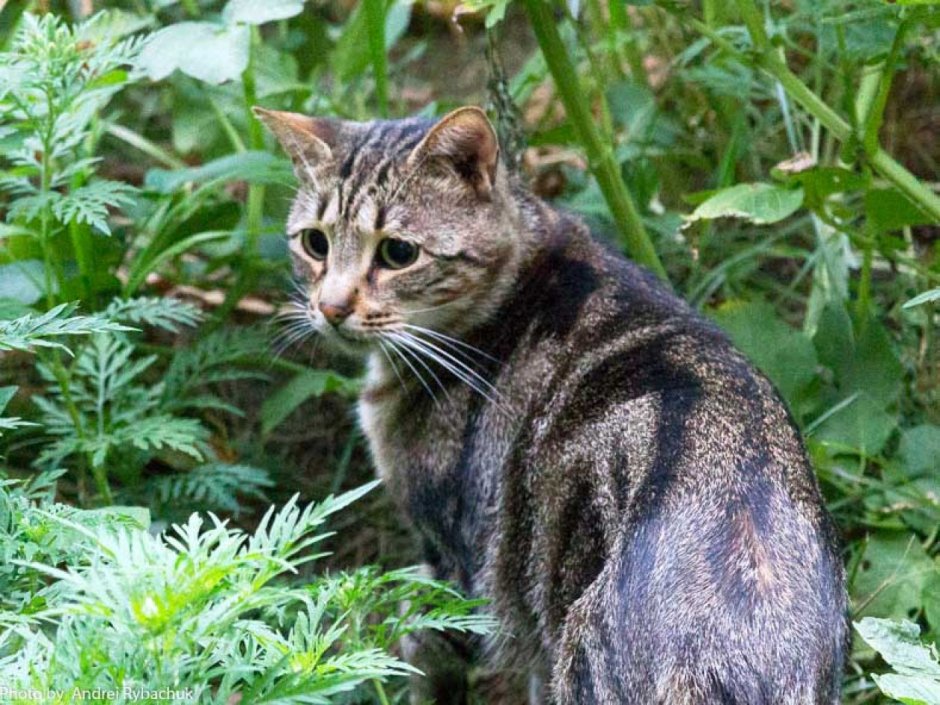 Черная Рысь