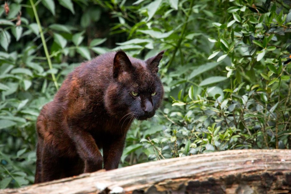 Камышовый кот меланист