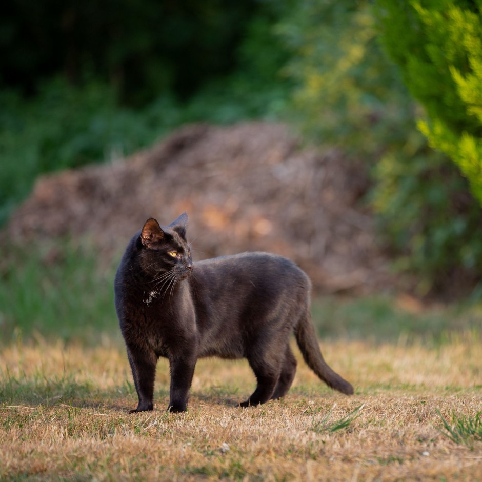 Камышовый кот меланист