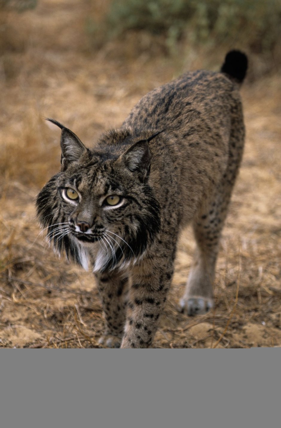 Кот Сибирский Крысолов черный