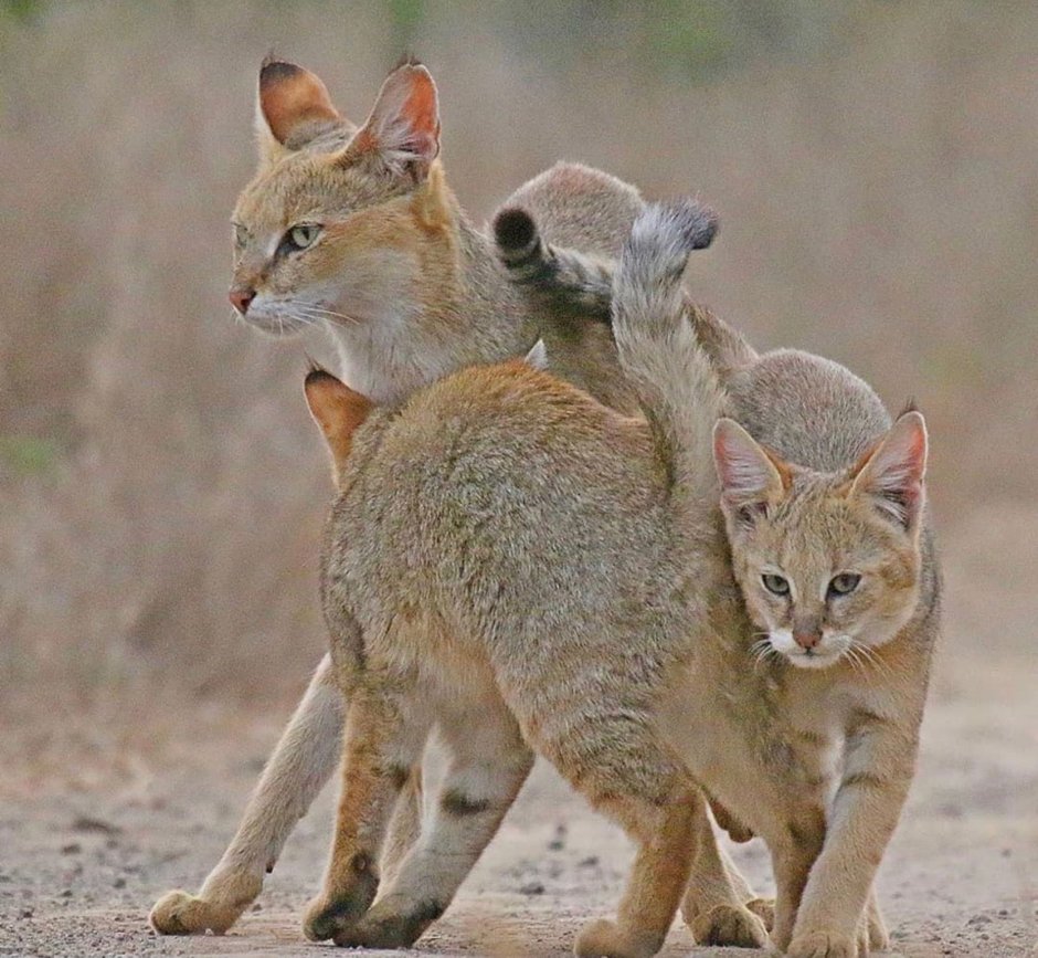 Камышовый кот (Болотная Рысь)