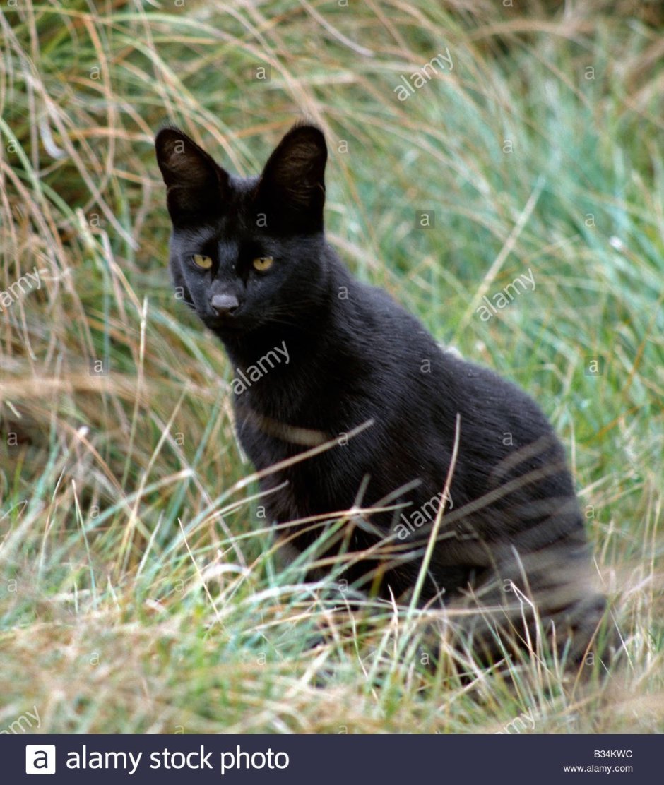 Европейская Дикая Лесная кошка короткошёрстная