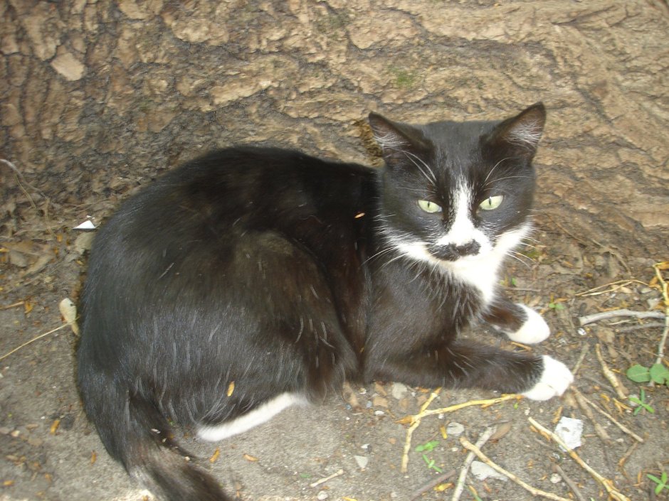 Чёрный сервал меланист