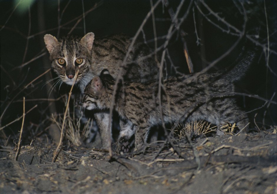 Виверровый кот рыболов