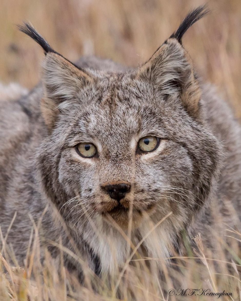 Камышовый кот в зоопарке