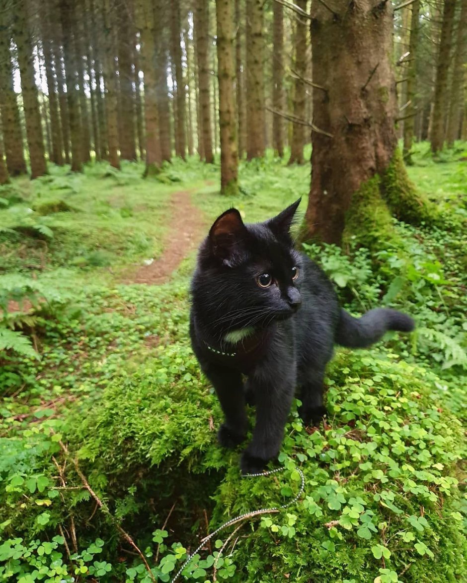 Кавказский камышовый кот