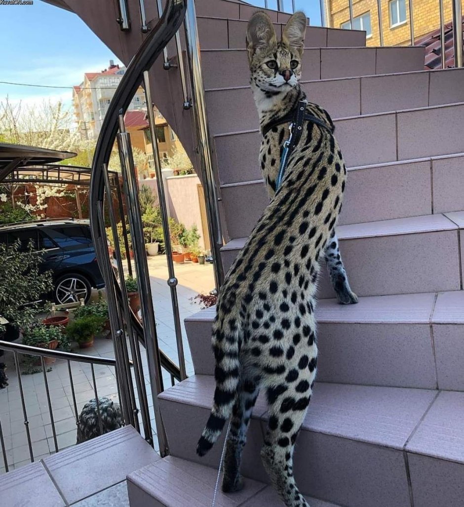 Кавказский дикий Лесной кот