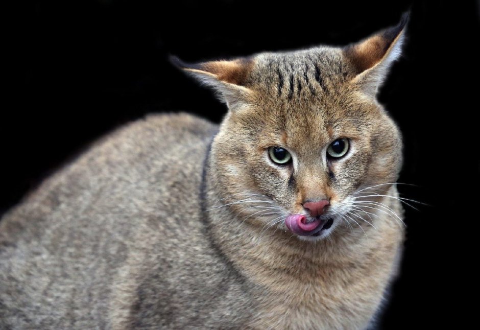 Кот виверровый кот-рыболов