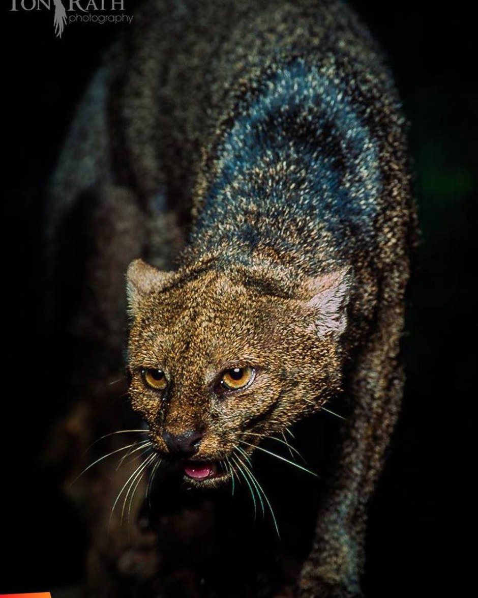 Черный камышовый камышовый кот