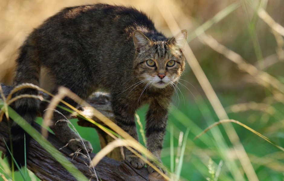 Кот чаузи черный