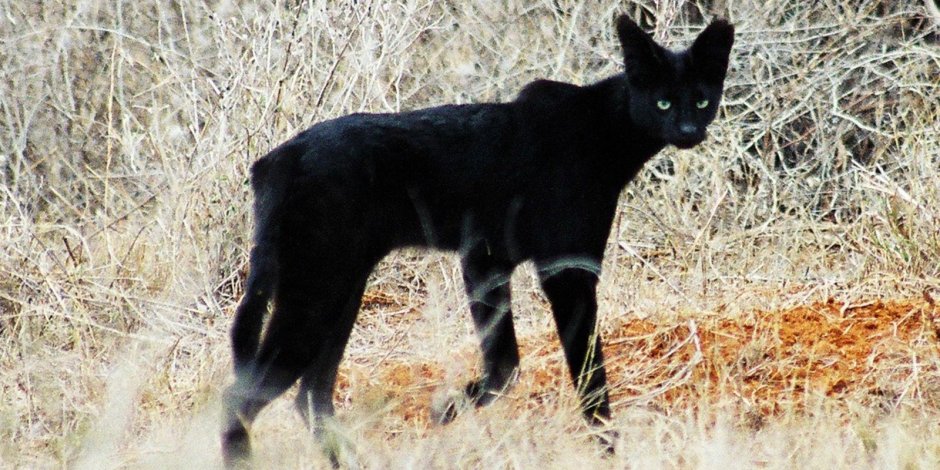 Чёрный сервал меланист