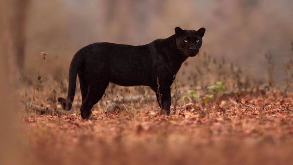 Чёрный сервал меланист