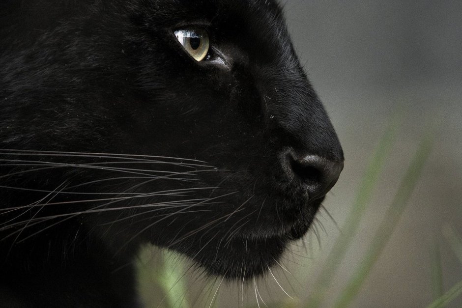 Виверровый кот Джон Дэвис