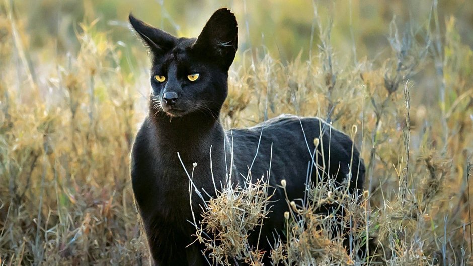 Камышовый кот меланист Вульф