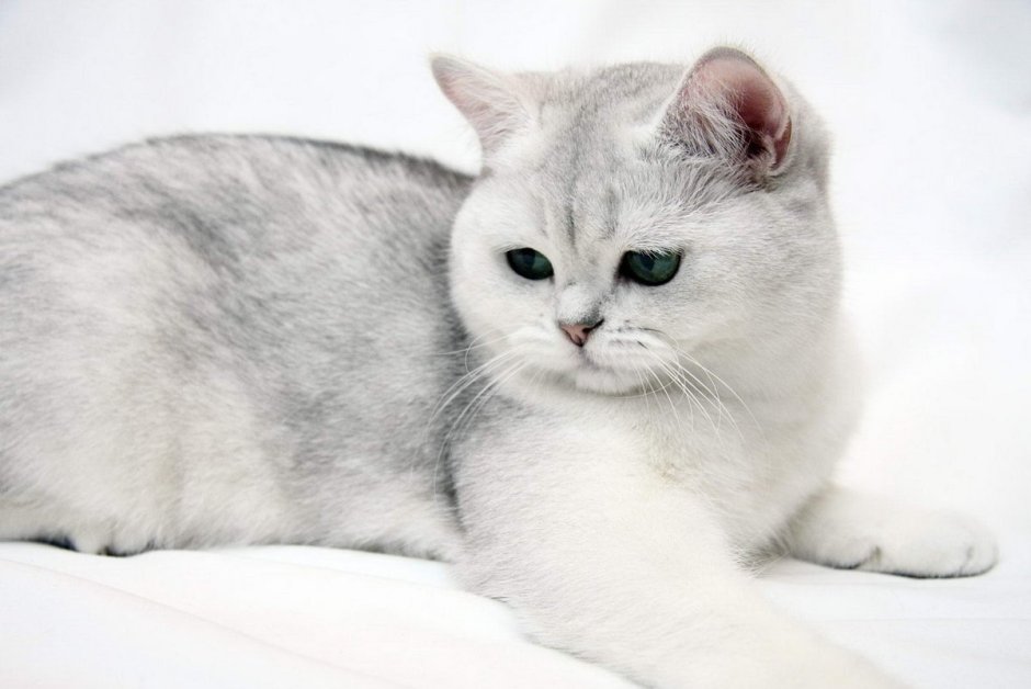 Британская Сибирская шиншилла кошка
