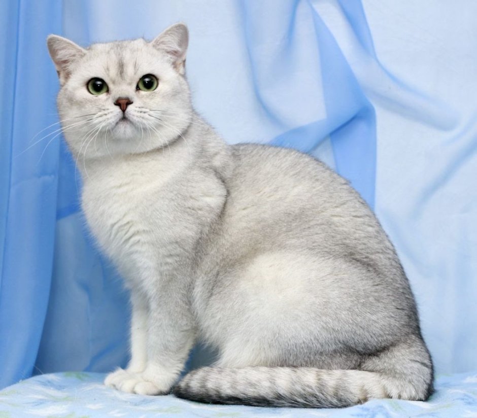 Манчкин Золотая шиншилла