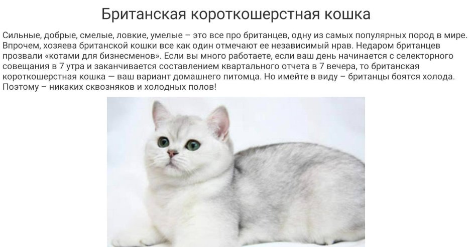 Шотландская короткошерстная (Scottish Shorthair