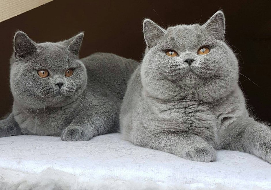 Бурмилла шиншилла