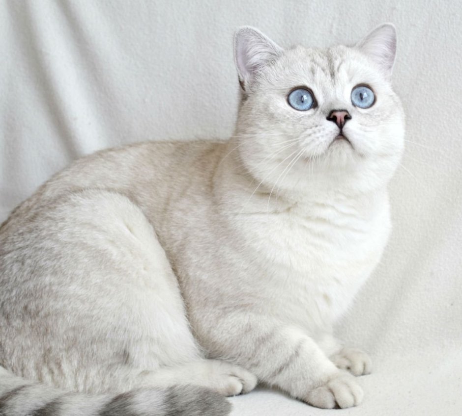 Бурмилла короткошерстная