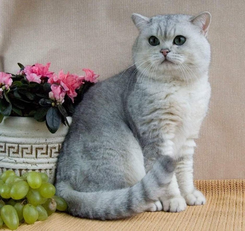 Шотландская короткошерстная Золотая шиншилла