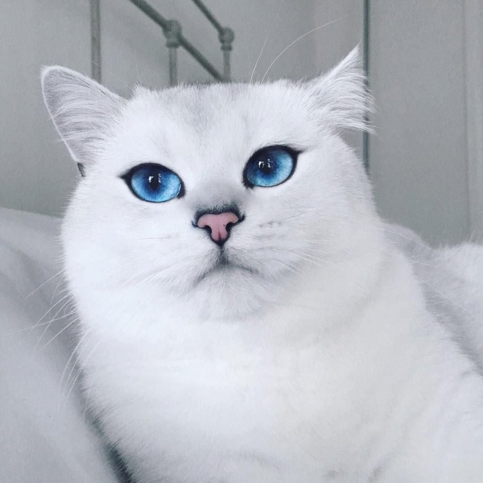 Британская шиншилла Уоби