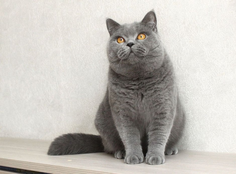 Кошка белая