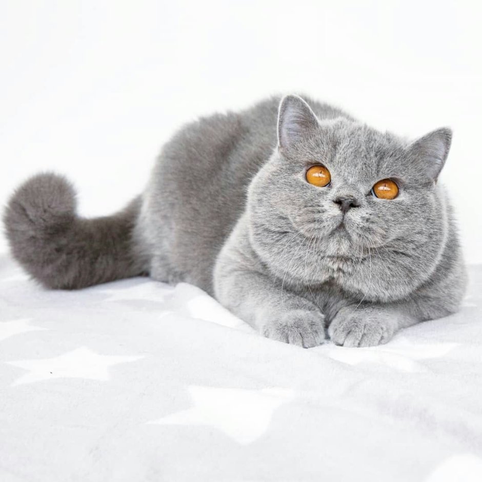 Шотландский страйт белый
