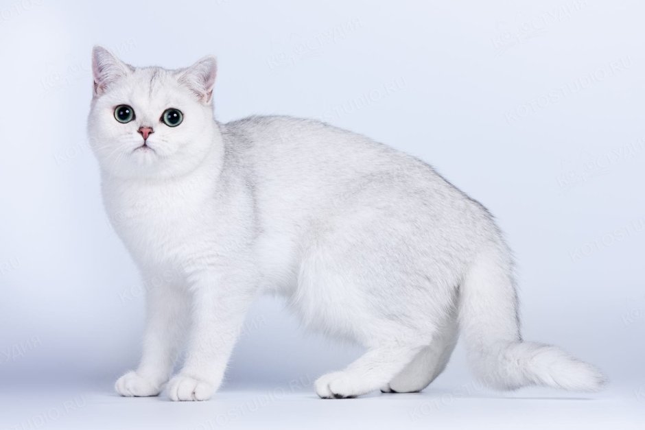 Британская короткошёрстная шиншилла Пойнт