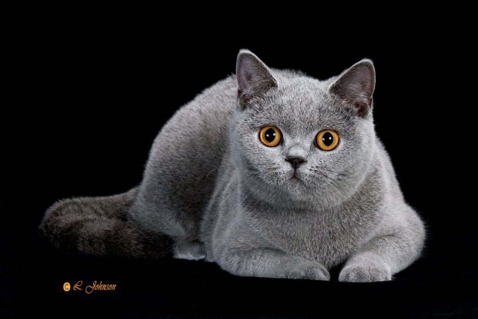 Золотая шиншилла рисунок